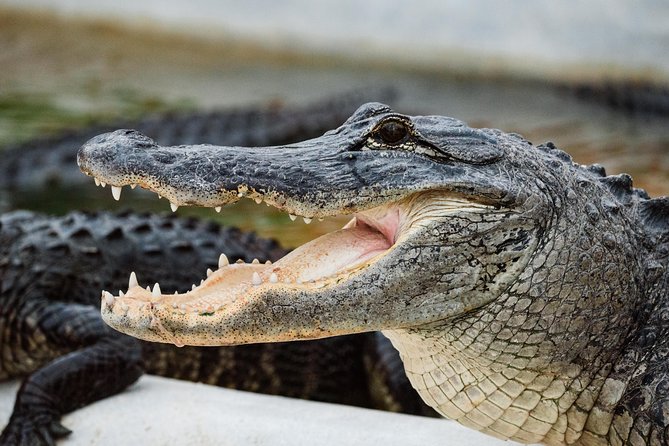 Everglades VIP Airboat Tour with Transportation Included - Wildlife sightings and the limits of nature