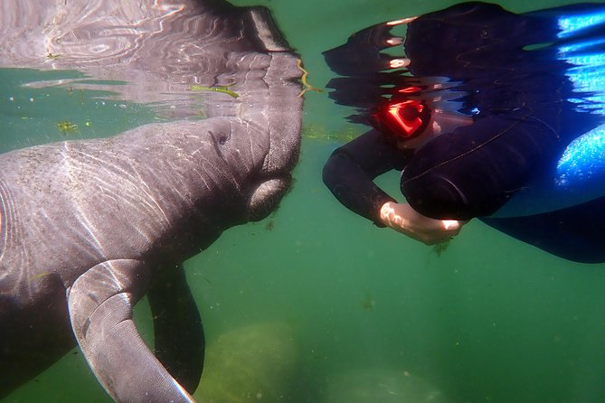 Exclusive Small Group VIP Heated Manatee Snorkel Tour - Passive interaction with wild manatees