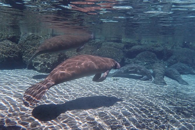 Exclusive Small Group VIP Heated Manatee Snorkel Tour - The optional underwater photo package