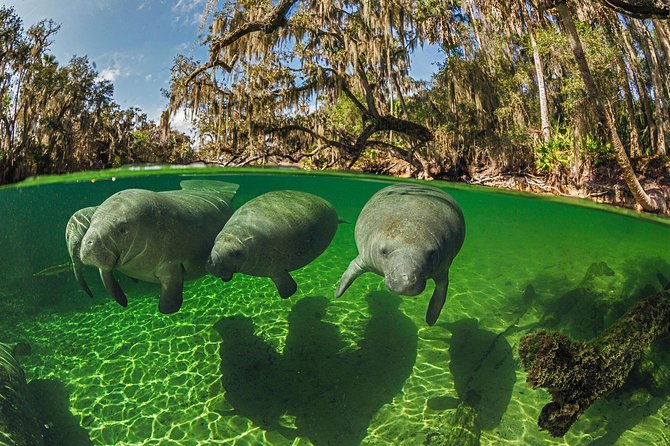 Exclusive Small Group VIP Heated Manatee Snorkel Tour - Check-in at River Ventures on Kings Bay Drive