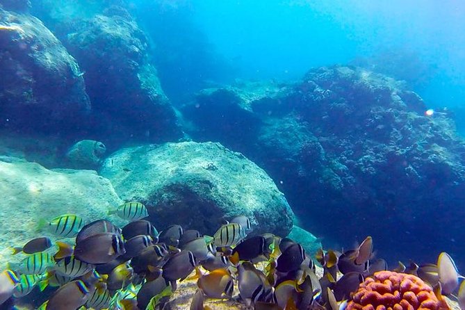 First-Time Scuba Diving in Honolulu + Free Videos - Key points to know before you book