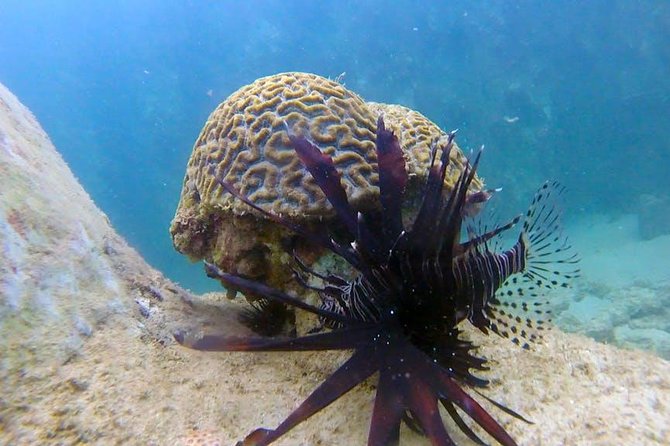 First-Time Scuba Diving in Honolulu + Free Videos - Exploring the lagoon at about 15 feet