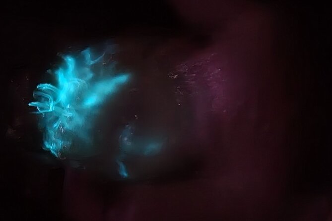 Florida Bioluminescence Kayaking Tour (Titusville) - Price, timing, and overall value
