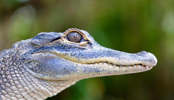 Florida Everglades Airboat Tour and Wild Florida Admission with Optional Lunch - What the $37 price really gets you