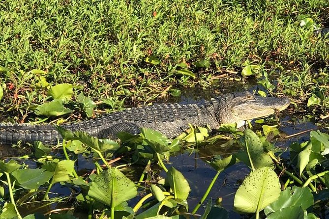 Florida Everglades Airboat Tour and Wild Florida Admission with Optional Lunch - Choosing the 30-minute or one-hour airboat ride