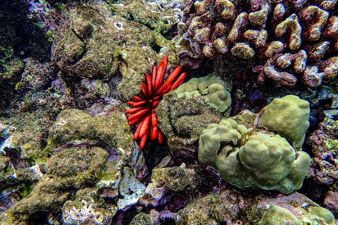 Four Winds Molokini Snorkeling Tour from Maalaea Harbor - What You Can See Underwater