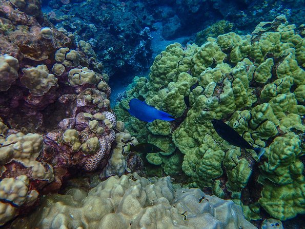 Four Winds Molokini Snorkeling Tour from Maalaea Harbor - When Molokini Is Closed by Weather