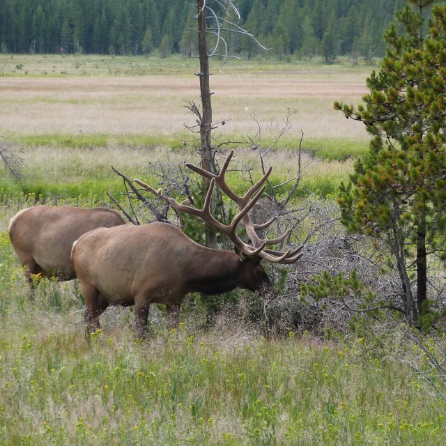 From Jackson: Half-Day Grand Teton National Park Tour - Geology, ecology, and the bigger picture