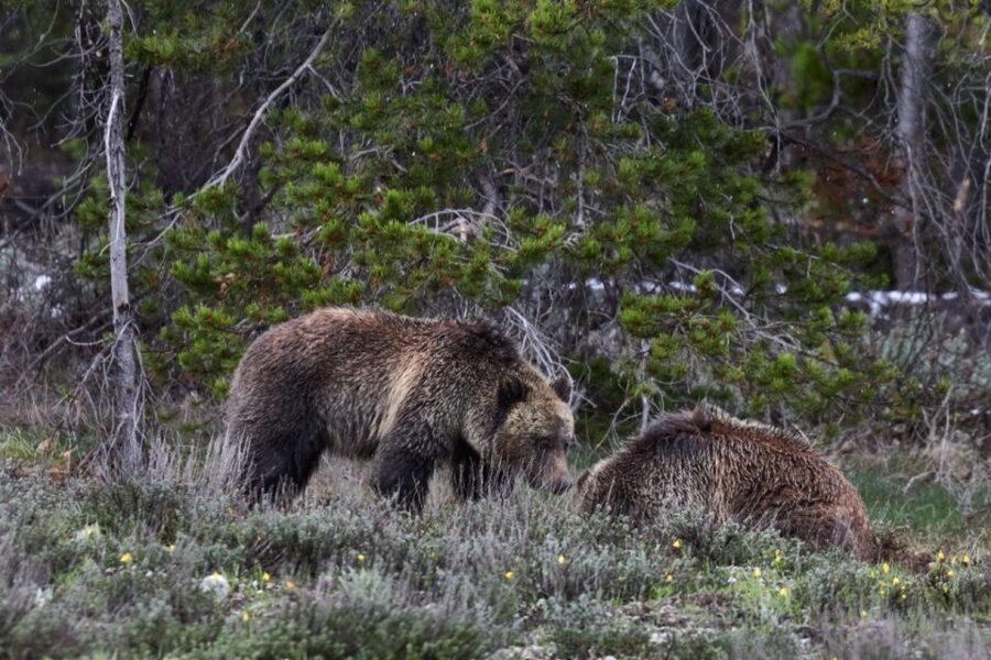From Jackson: Half-Day Grand Teton National Park Tour - Moose Junction and the road toward Jackson Lake