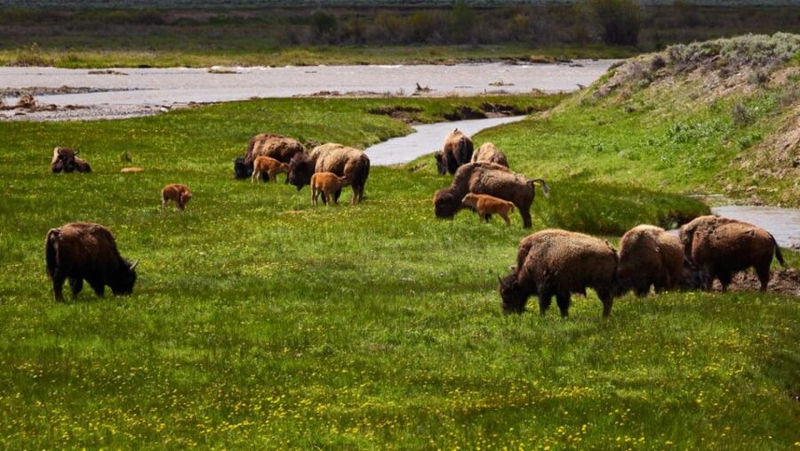 From Jackson: Half-Day Grand Teton National Park Tour - Willow Flats and Oxbow Bend wildlife watching