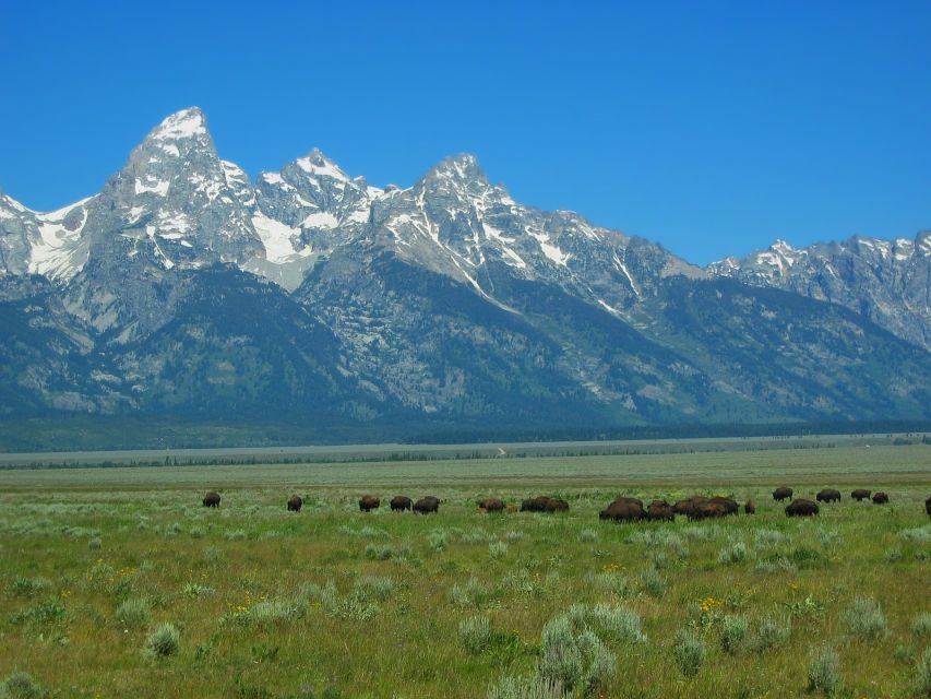 From Jackson: Half-Day Grand Teton National Park Tour - Elk Ranch Flats, Dead Man’s Bar, and Snake River Overlook