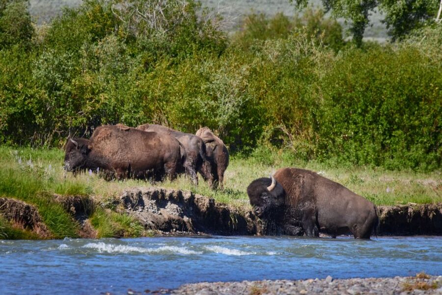 From Jackson: Half-Day Grand Teton National Park Tour - From Jackson to Gros Ventre and Kelly