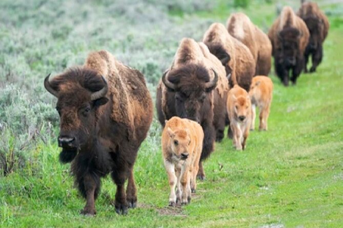 From Jackson Hole: Yellowstone Old Faithful, Waterfalls and Wildlife Day Tour - Yellowstone Lake and Hayden Valley