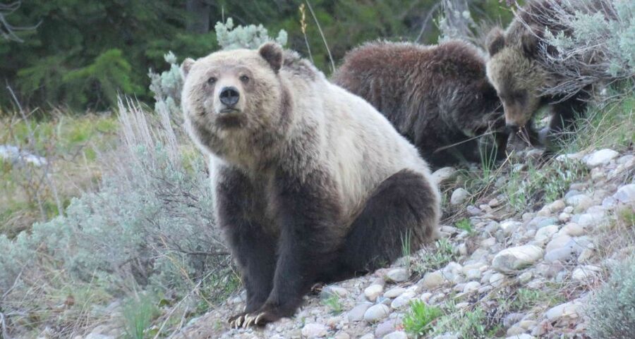 From Jackson: Yellowstone Day Tour Including Entrance Fee - Key points to know before booking