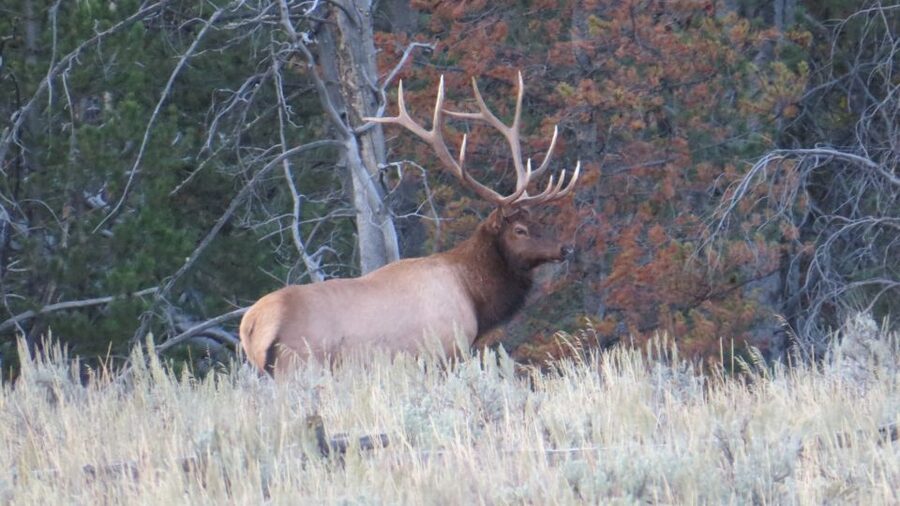 From Jackson: Yellowstone Day Tour Including Entrance Fee - Fountain Paint Pots and Yellowstone’s hot ground
