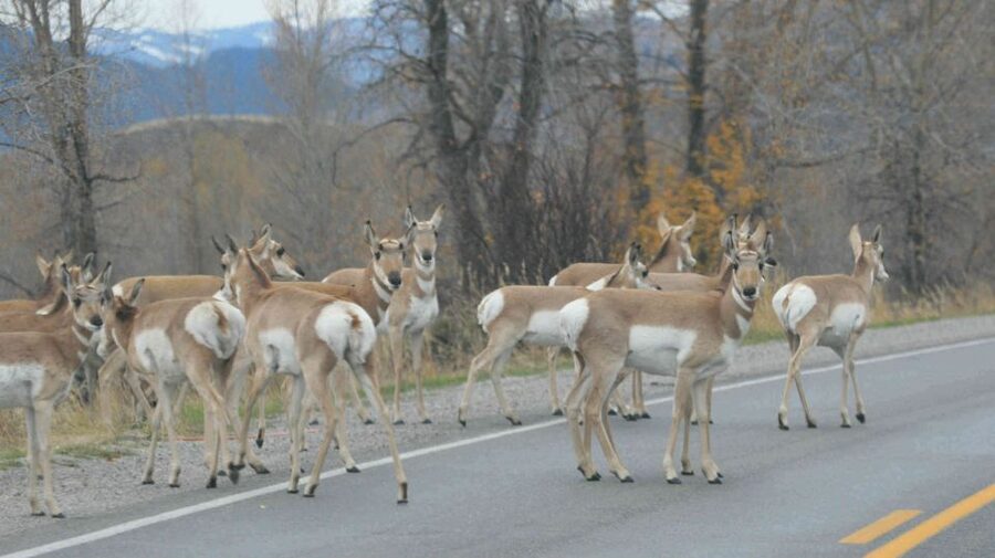 From Jackson: Yellowstone Day Tour Including Entrance Fee - Hayden Valley and the art of spotting wildlife