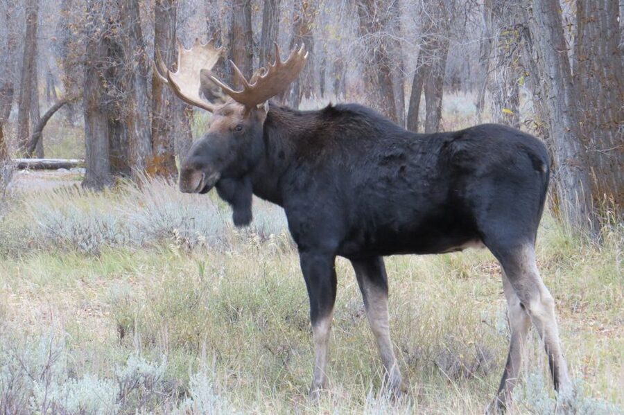 From Jackson: Yellowstone Day Tour Including Entrance Fee - The vehicle, group size, and comfort
