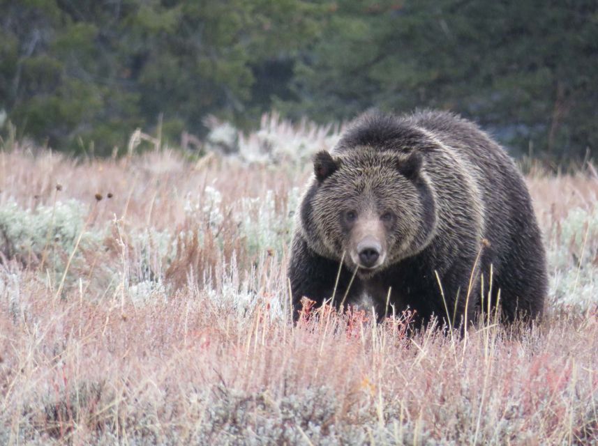 From Jackson: Yellowstone Day Tour Including Entrance Fee - Starting in Jackson and crossing Grand Teton