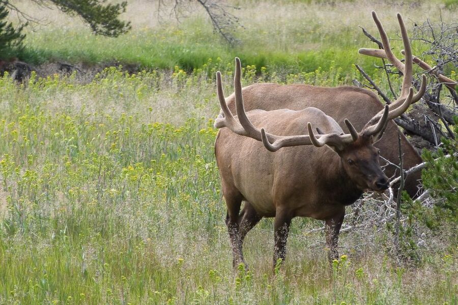 From Jackson: Yellowstone National Park Day Trip with Lunch - Hayden Valley, Sulphur Cauldron, and Mud Volcano