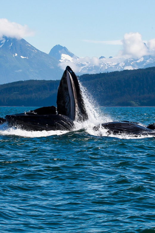 From Juneau: Whale Watching Cruise with Snacks - Boarding the small boat at Auke Bay