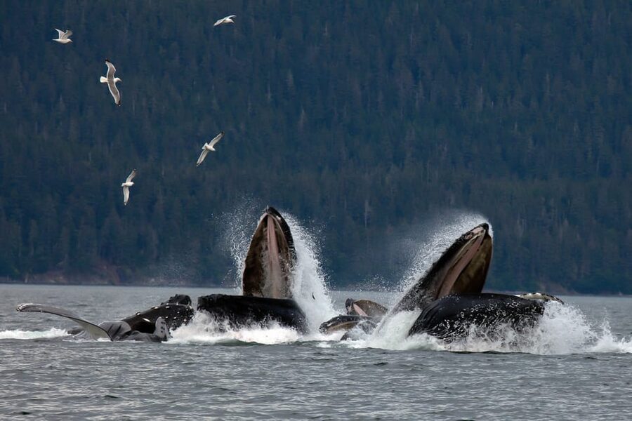 From Juneau: Whale Watching Cruise with Snacks - What the crew adds to the experience