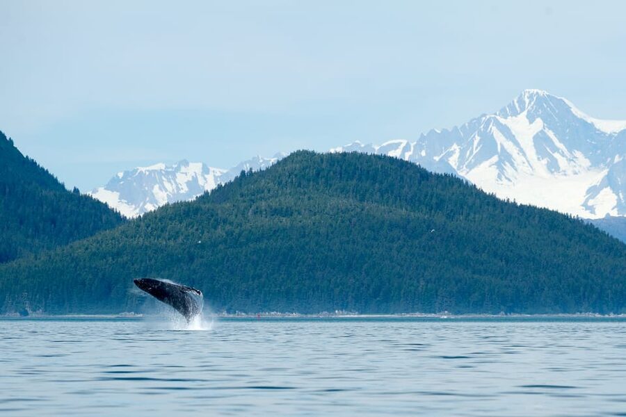 From Juneau: Whale Watching Cruise with Snacks - Meeting below the Mount Roberts Tramway
