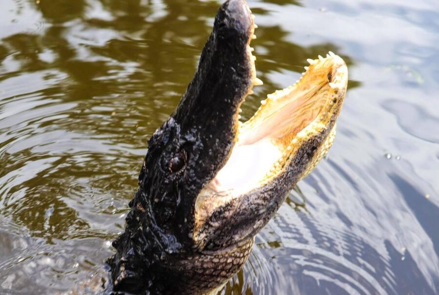 From Lafitte: Swamp Tours South of New Orleans by Airboat - Key points to know before you book
