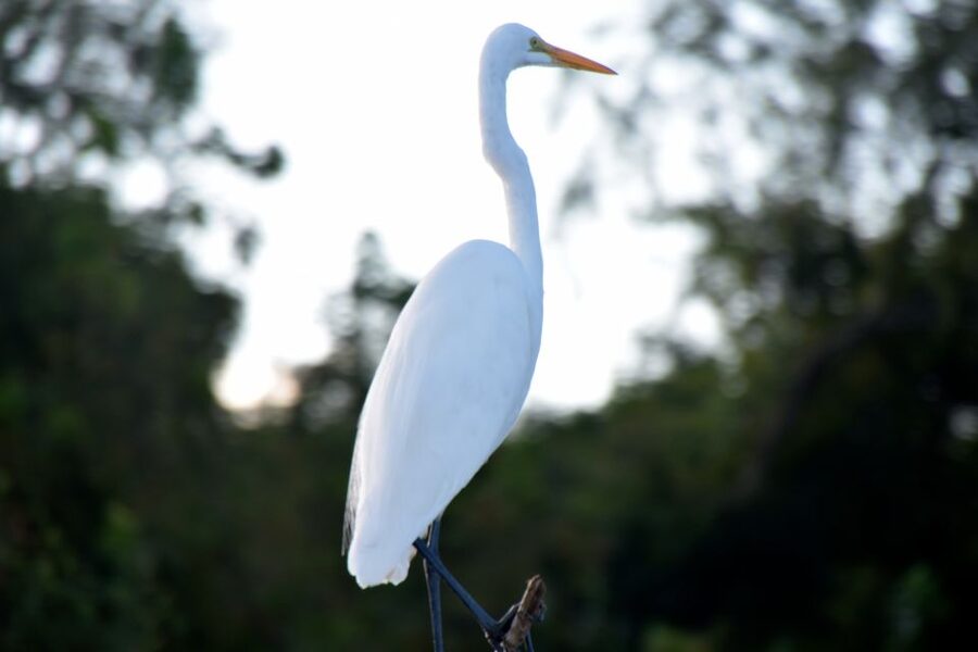 From Lafitte: Swamp Tours South of New Orleans by Airboat - Is $59 a good value?