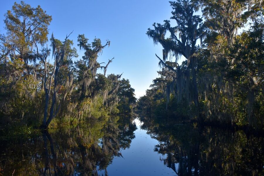 From Lafitte: Swamp Tours South of New Orleans by Airboat - The guide makes or breaks the ride