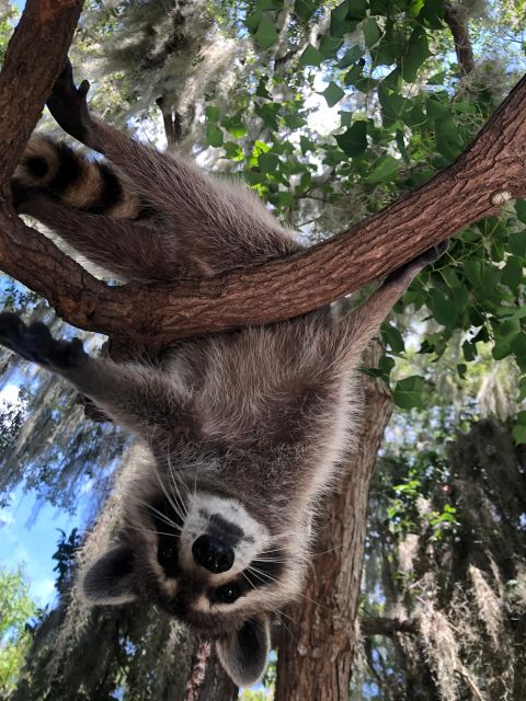 From Lafitte: Swamp Tours South of New Orleans by Airboat - Timing, comfort, and what to pack