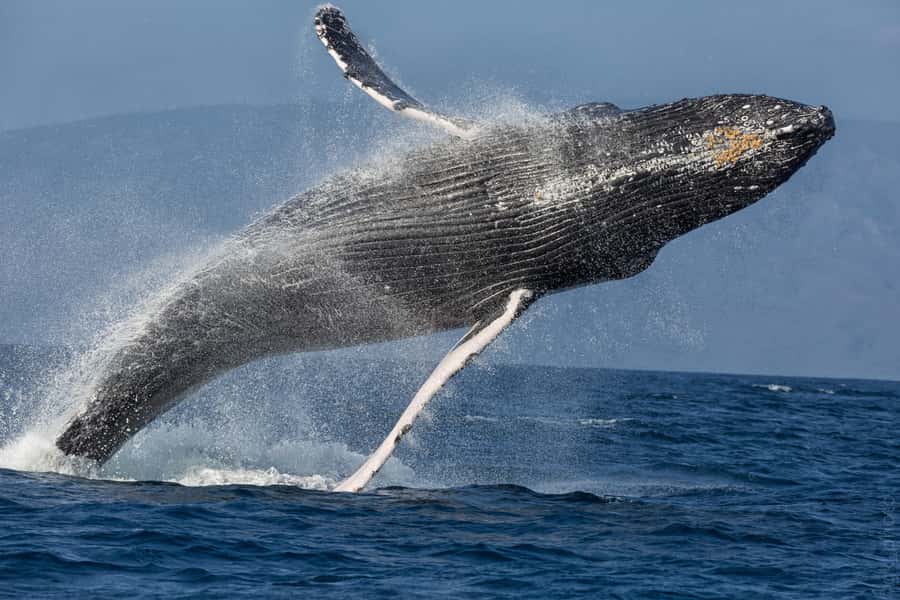 From Ma'alaea: 'Alihilani Sunset Sail Catamaran Tour - FAQ