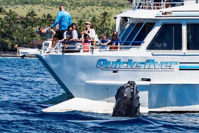 From Maalaea: Whale Watching Tour Aboard the Quicksilver - What the two-hour route is really like