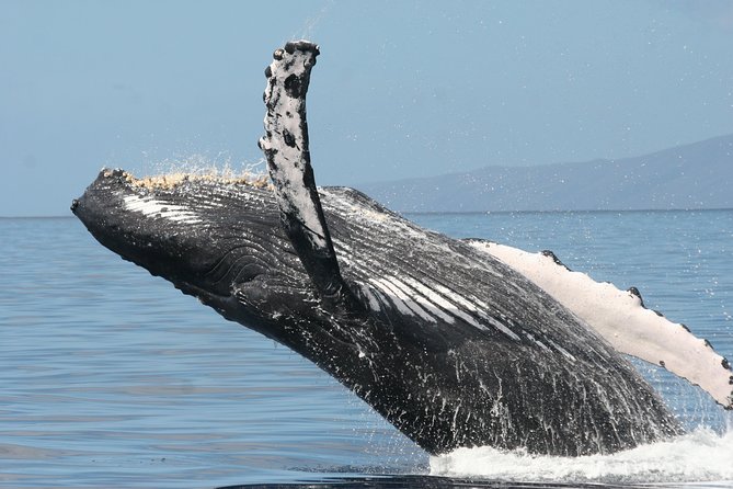 From Maalaea: Whale Watching Tour Aboard the Quicksilver - Seating, views, and the best place to stand