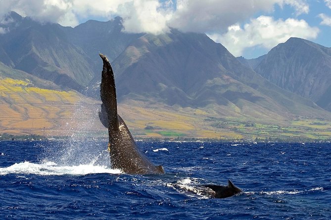 From Maalaea: Whale Watching Tour Aboard the Quicksilver - How much value do you get for $49.95?