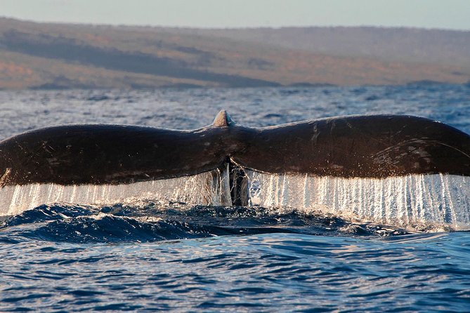 From Maalaea: Whale Watching Tour Aboard the Quicksilver - Choosing the right departure time