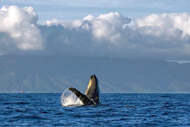 From Maalaea: Whale Watching Tour Aboard the Quicksilver - Who will enjoy this cruise most?