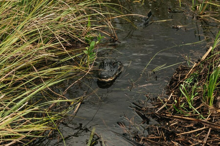 From Miami: Everglades Airboat Ride and Nature Walk - Practical advice for a better day