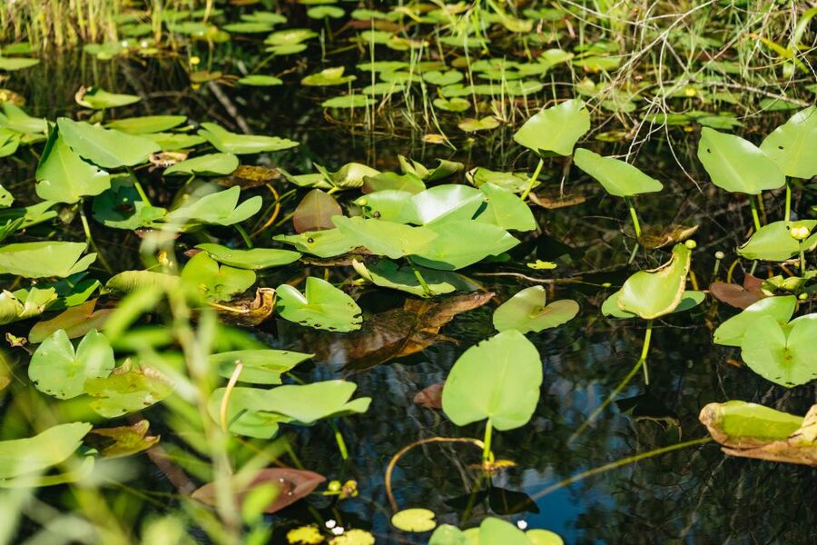 From Miami: Everglades Airboat Ride and Nature Walk - Meeting the Miccosukee community