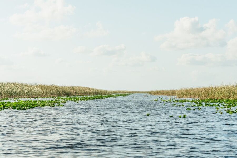 From Miami: Everglades Airboat, Wildlife Show & Bus Transfer - The alligator and wildlife presentation