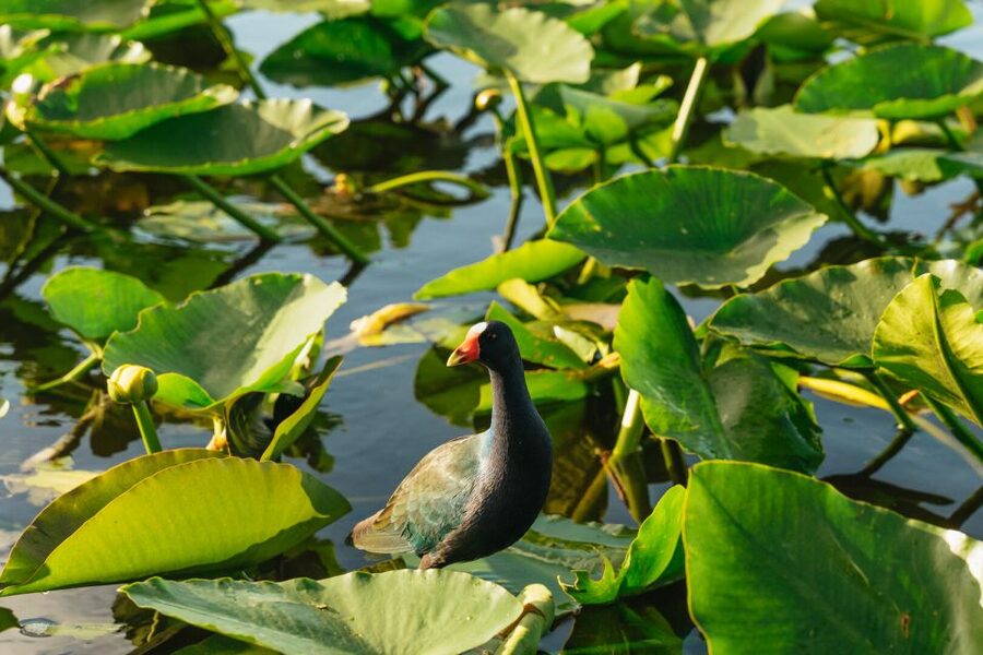 From Miami: Everglades Airboat, Wildlife Show & Bus Transfer - Is $49 a good deal?
