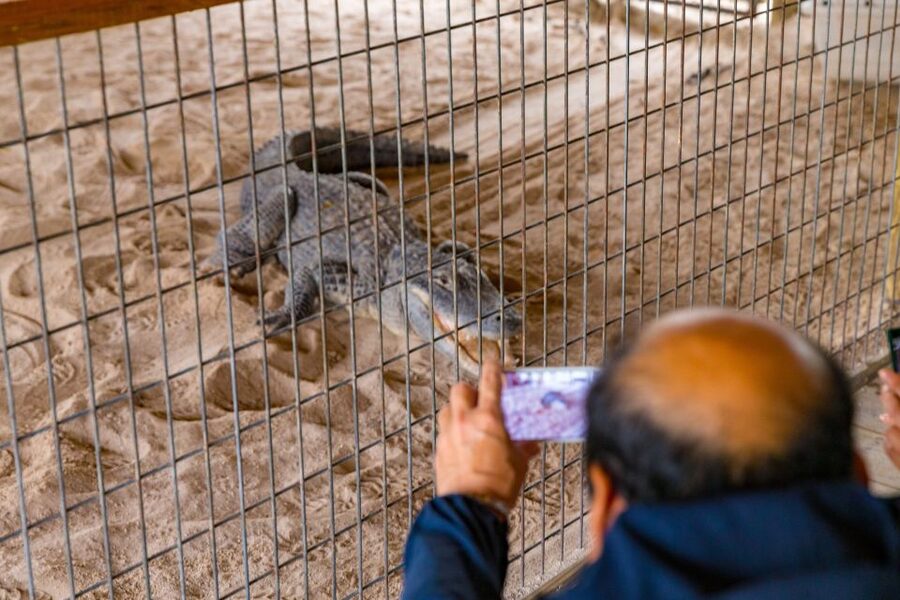 From Miami: Everglades Wildlife Show, Airboat & Bus Transfer - What you see beyond the alligators