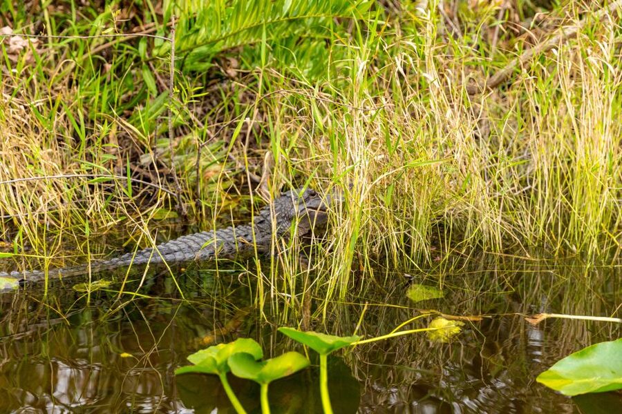 From Miami: Everglades Wildlife Show, Airboat & Bus Transfer - Guides, transfers, and the day’s rhythm