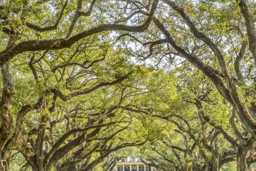From New Orleans: Oak Alley Plantation Tour - What the $75 price really covers