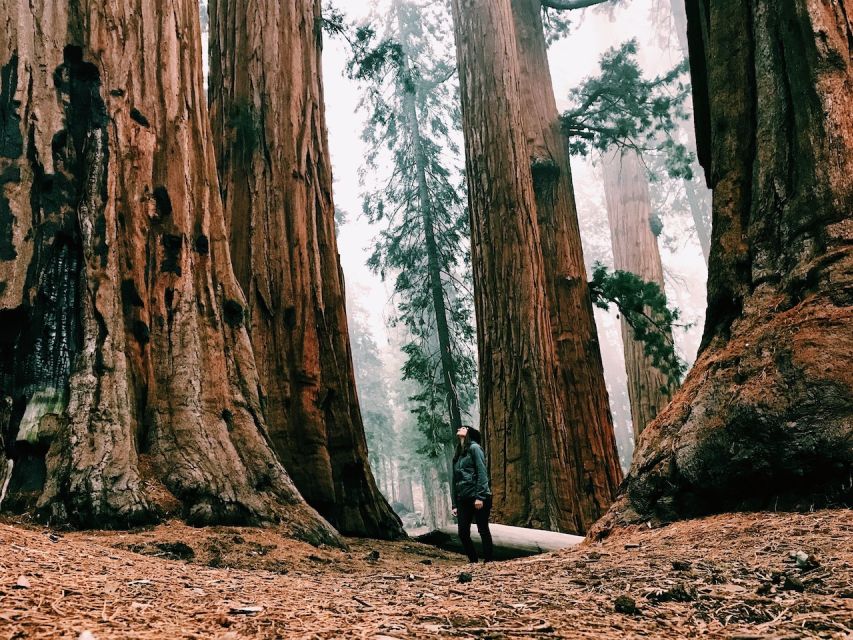 From San Francisco: Day Trip to Yosemite National Park - A 1.5-Hour Guided Tour Through Yosemite Valley