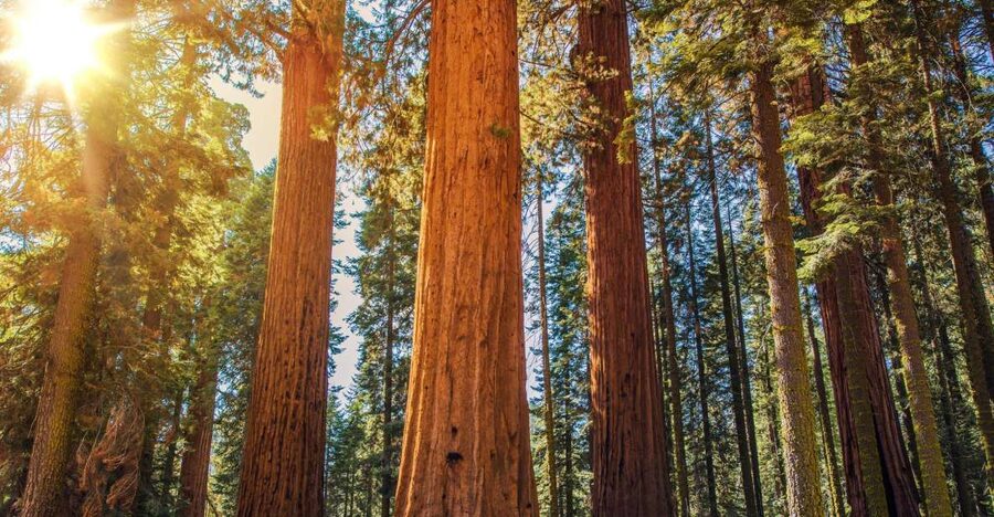 From San Francisco: Guided Muir Woods Excursion - Key points at a glance