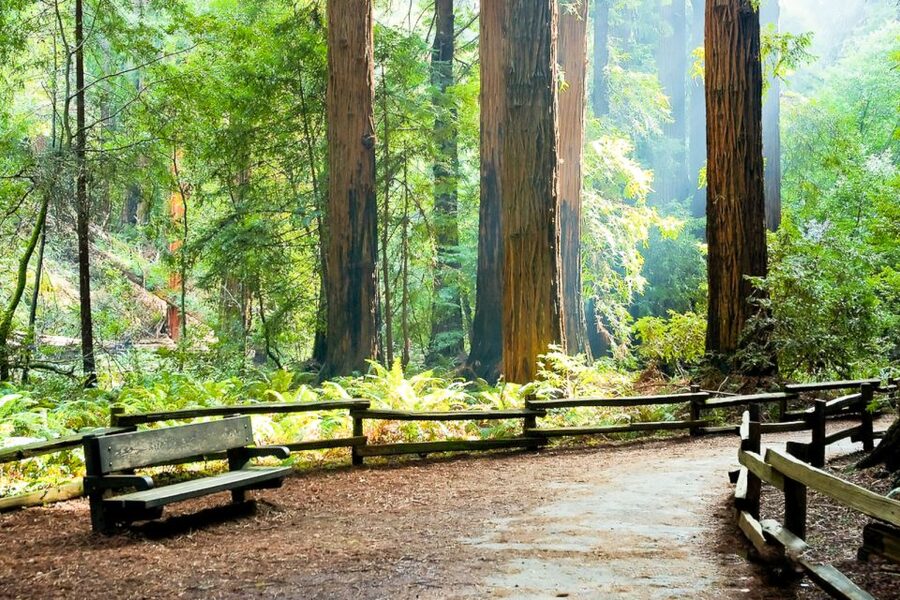 From San Francisco: Guided Muir Woods Excursion - Should you book the Muir Woods tour?