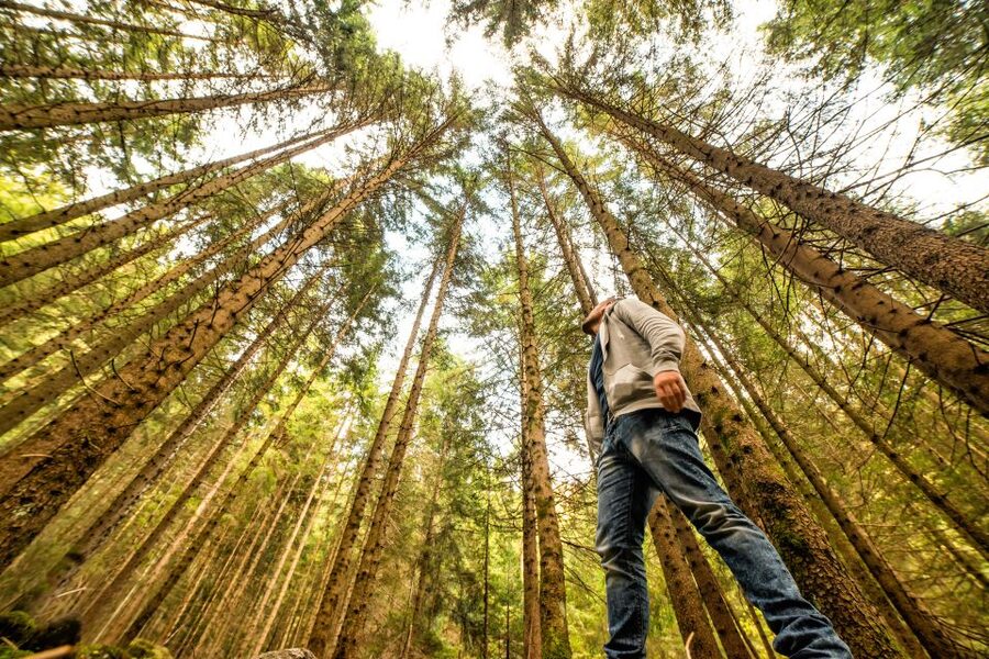 From San Francisco: Guided Muir Woods Excursion - Why this is an easy way to reach the redwoods