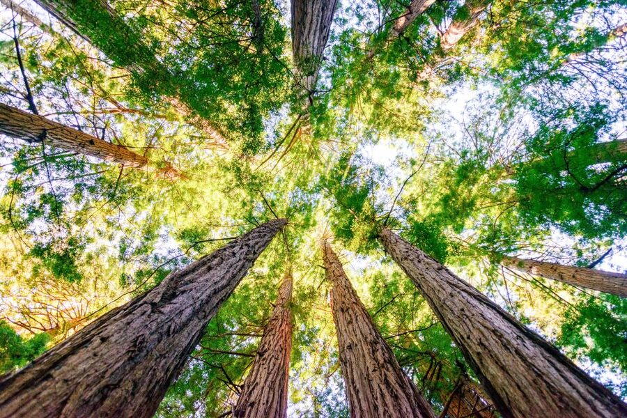 From San Francisco: Guided Muir Woods Excursion - Timing, comfort, and the guide factor