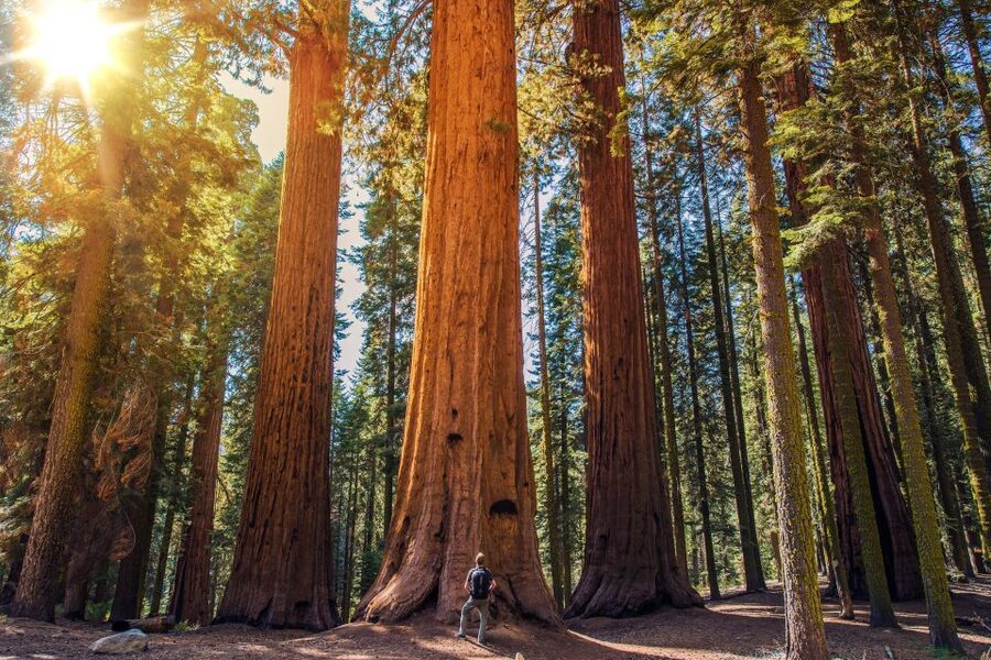 From San Francisco: Guided Muir Woods Excursion - Crossing the Golden Gate Bridge and Marin Headlands