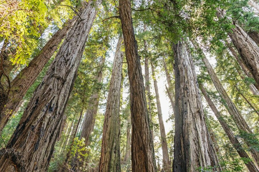 From San Francisco: Guided Muir Woods Tour - Key details before you book